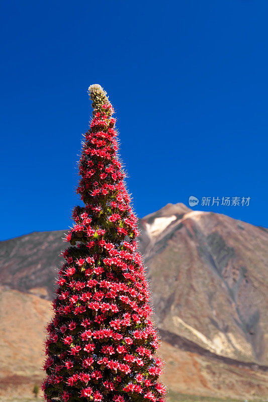 宝石塔- Echium Wildpretii